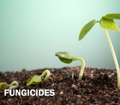 FORMULATED PRODUCTS – Fungicide