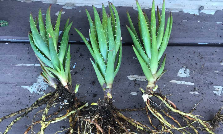 Unveiling the Ultimate Aloe Vera Plant Care Guide