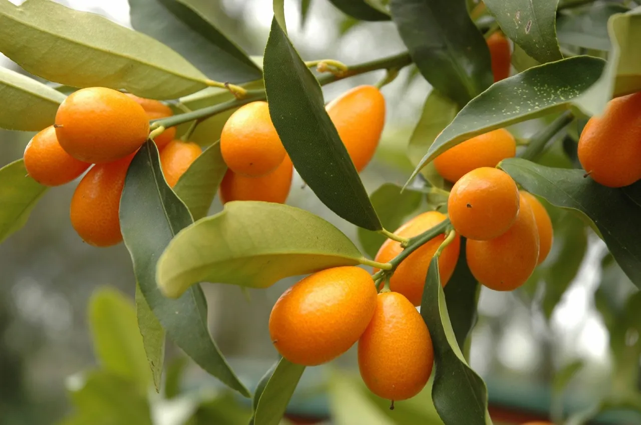 Caring for Kumquat Trees