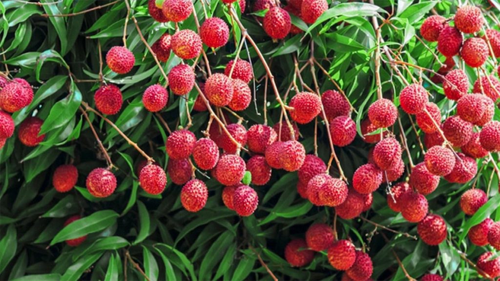 Revitalizing Litchi Trees: A Post-Harvest Guide