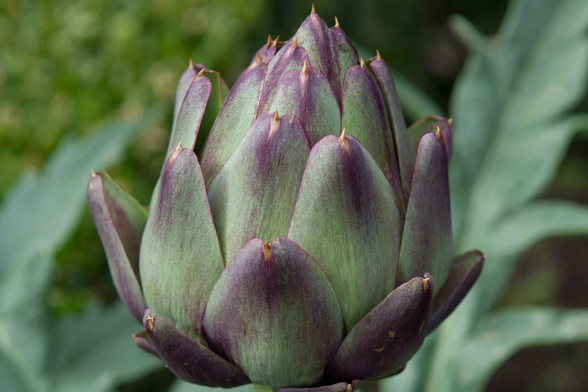 Planting and cultivating globe artichokes