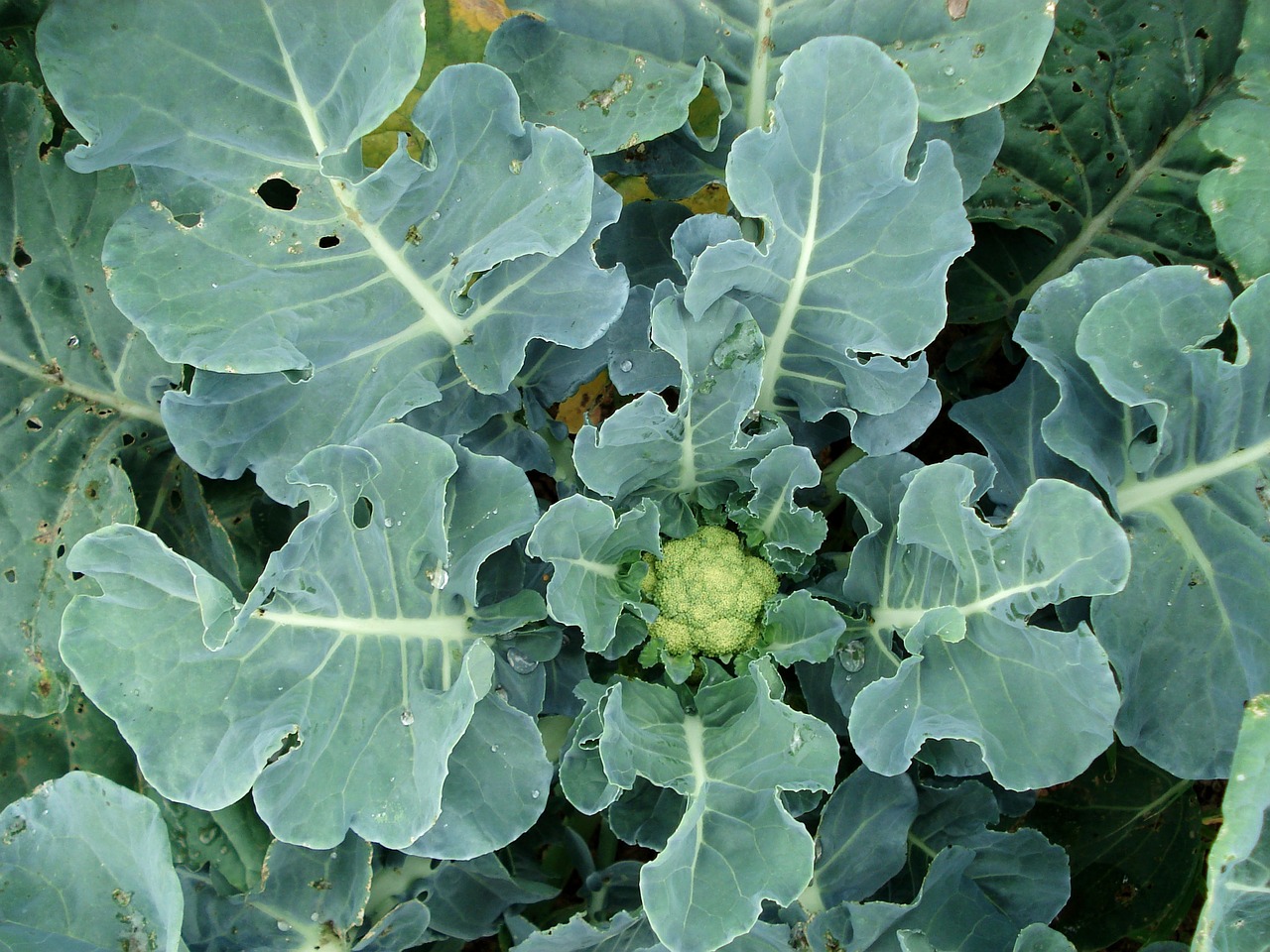 Growing and Caring for Cauliflower(Chou Fleur)