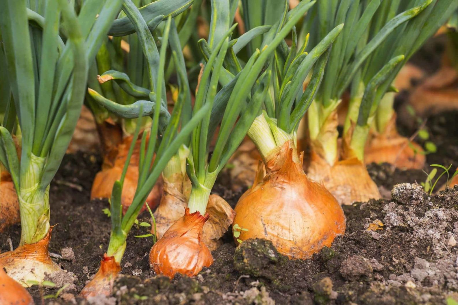 Growing Onions: A Simple Guide