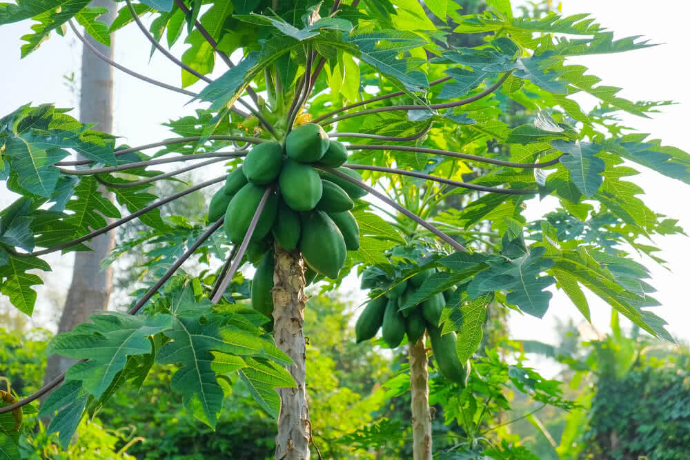 Papaya Cultivation: A Seed-to-Tree Guide