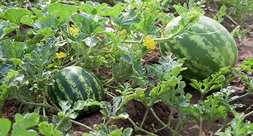 Growing Watermelon: Essential Tips