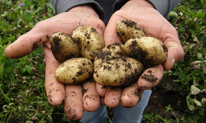 Potatoes farming