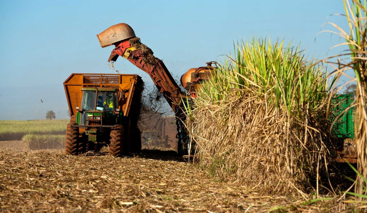 Sugar Cane Harvest 2024