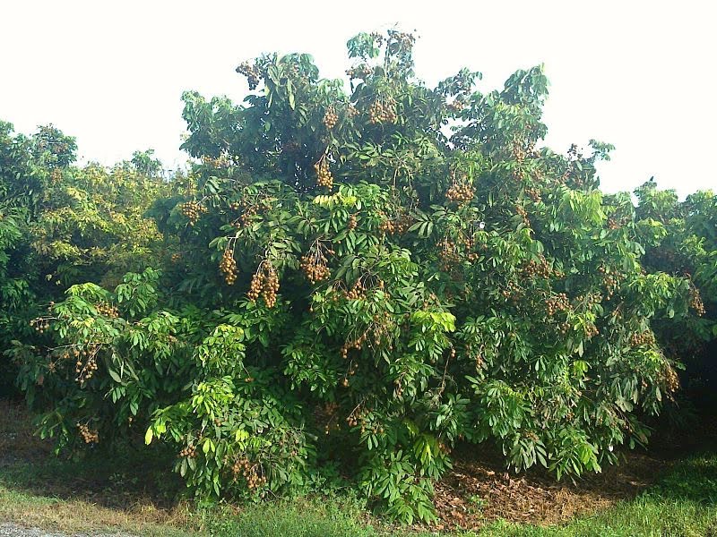 cultivating a longan tree