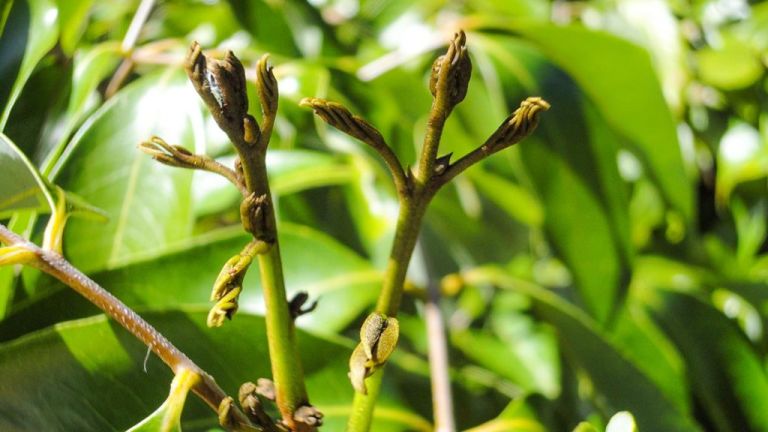 Litchi Cultivation: A Guide to Flowering and Fruit Yield