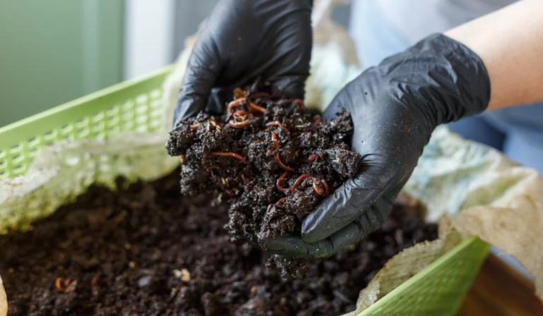 Vermicomposting: Required Components and Procedures