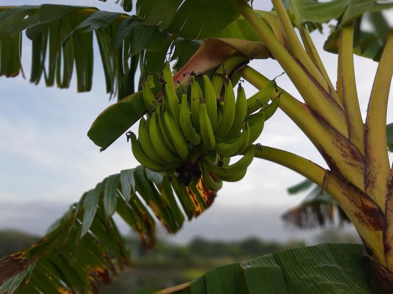 Cultivating Bananas: A Comprehensive Guide