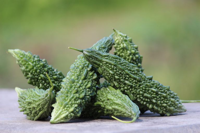 Cultivating and Harvesting Bitter Gourd(Margoze)