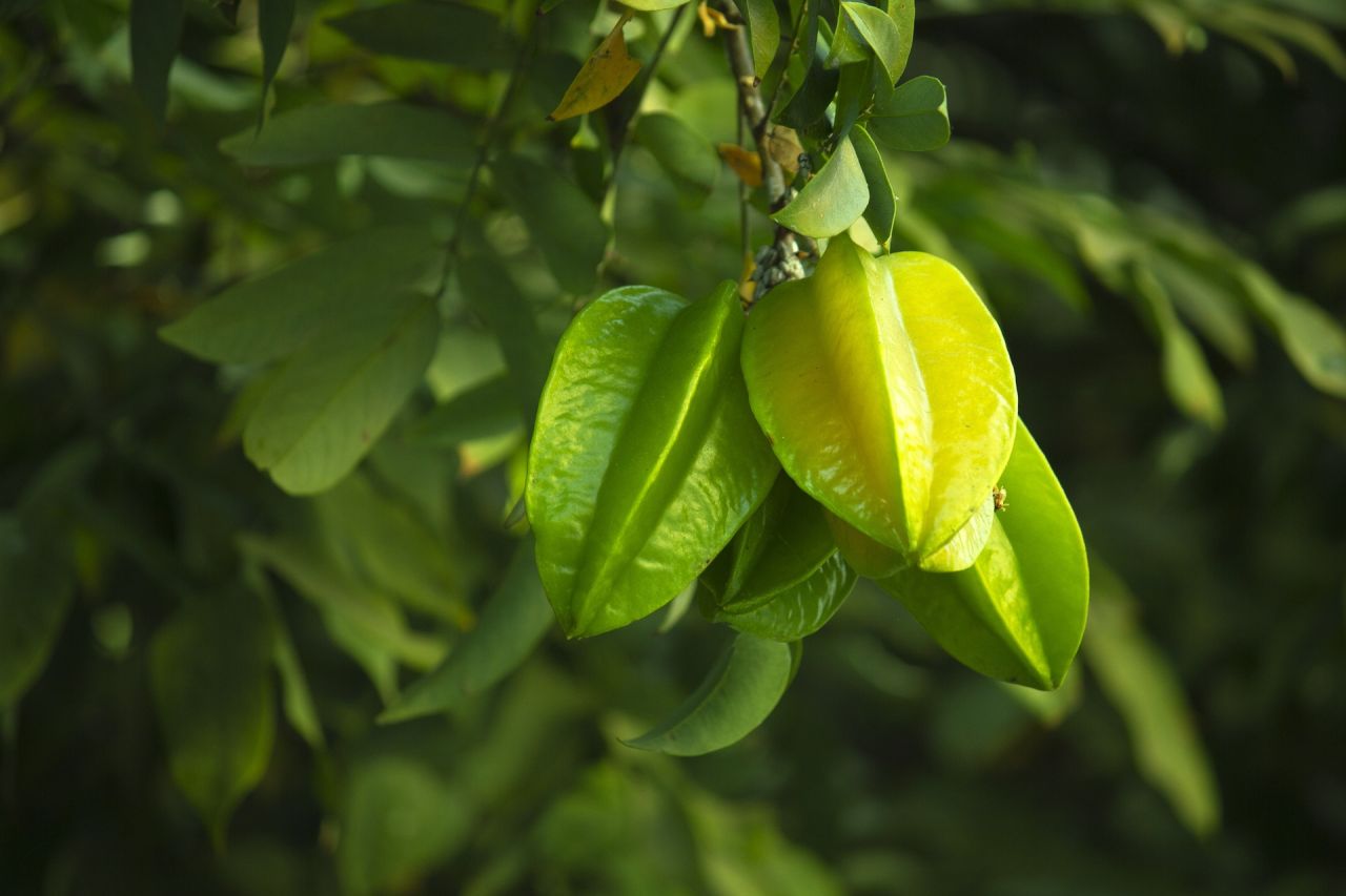 Cultivate Your Own Star Fruit