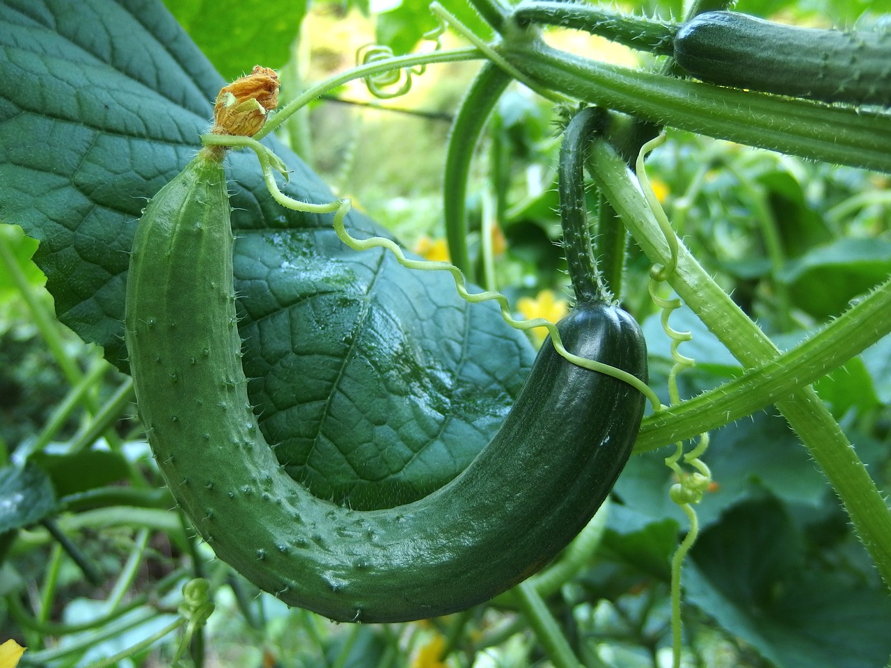 Tips To Grow Cucumber