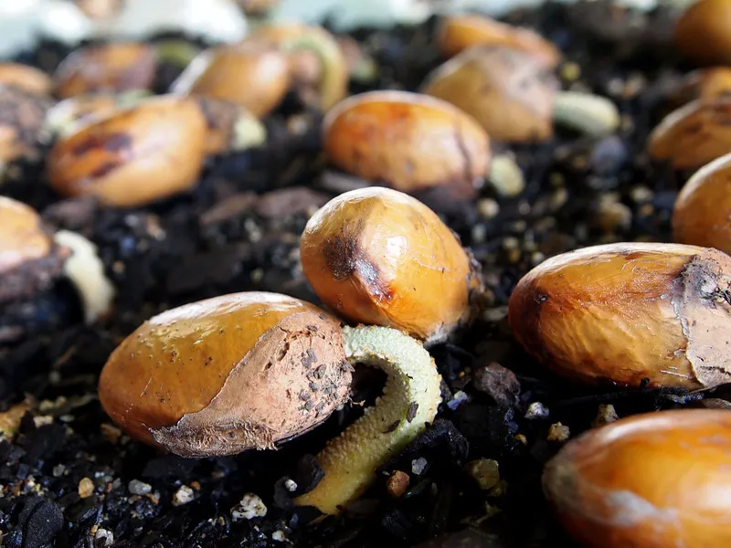 Planting a Durian Tree