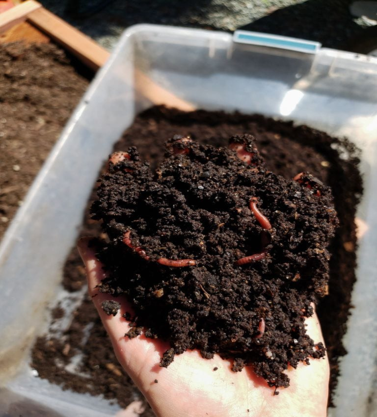 Vermicomposting: A Sustainable Solution for Nutrient-Rich Soil