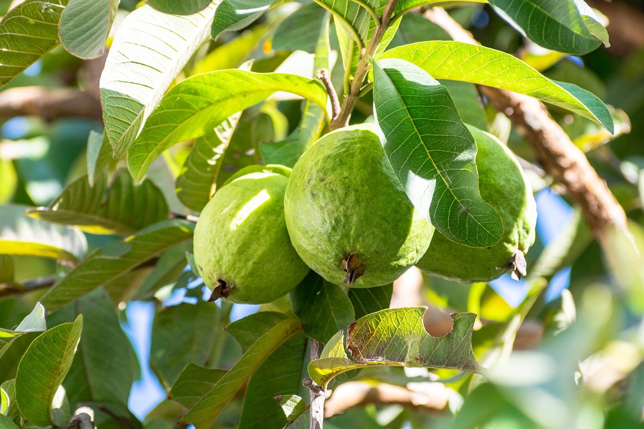 Guava Cultivation: A Comprehensive Guide
