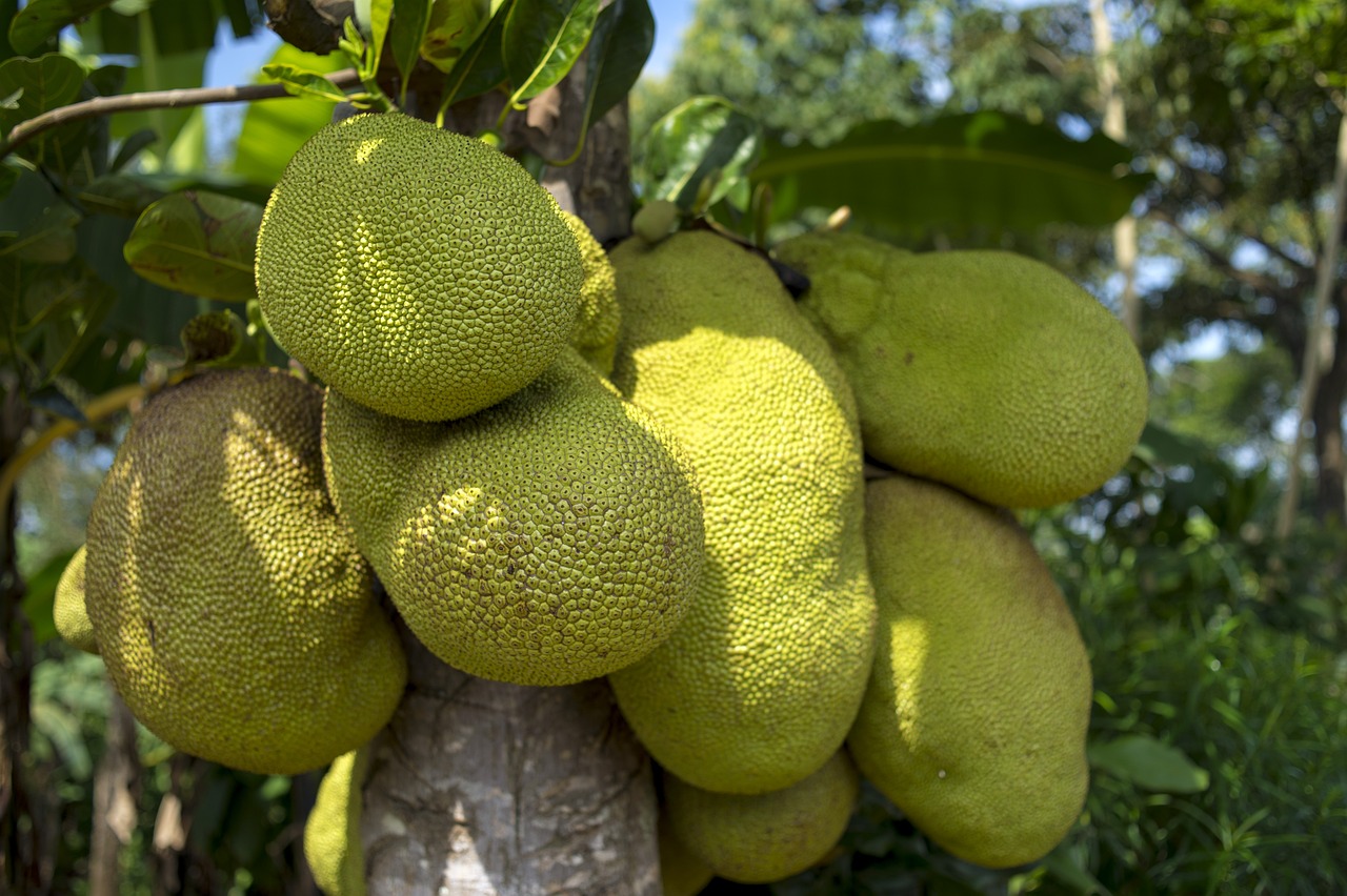 Cultivating Jackfruit from Seeds