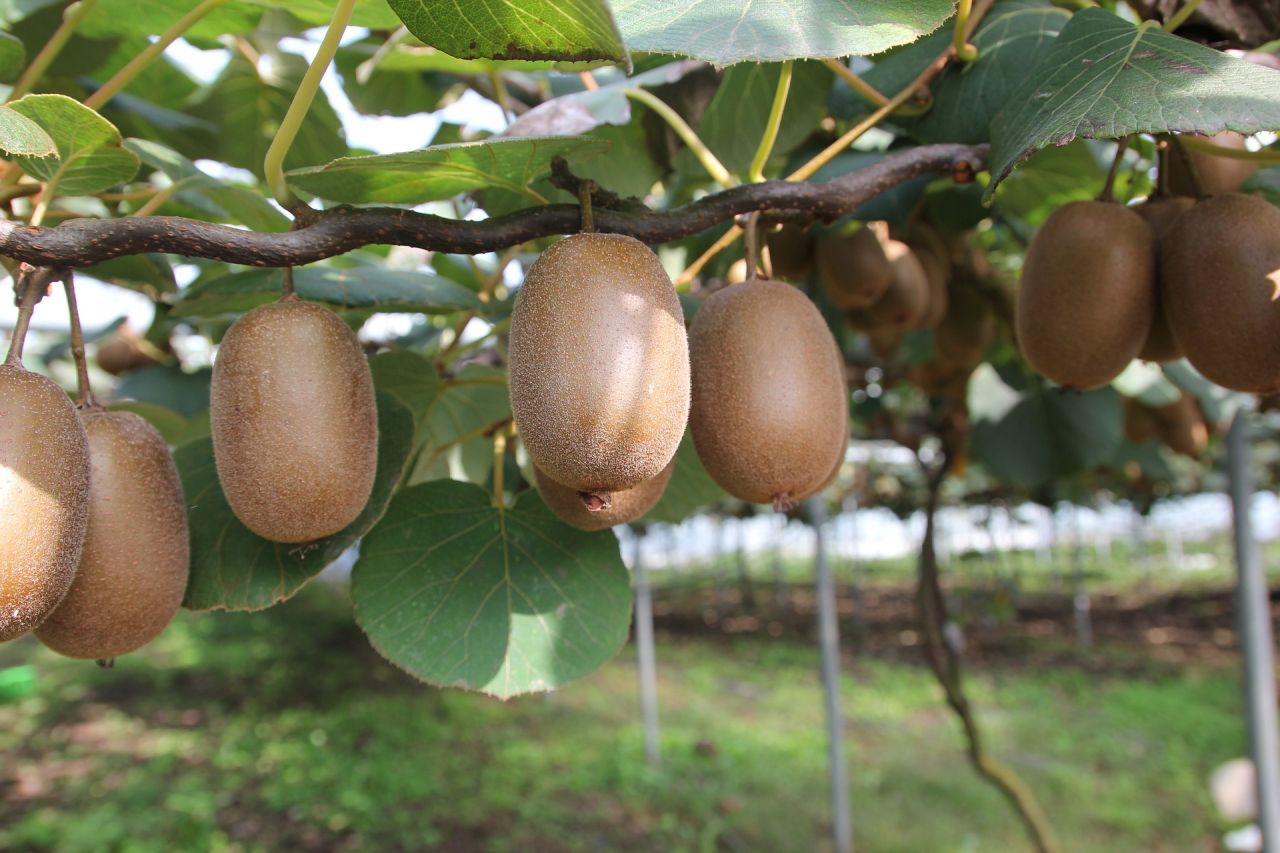 Growing Kiwi