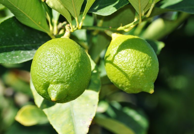 Cultivating Lemon Trees from Seeds