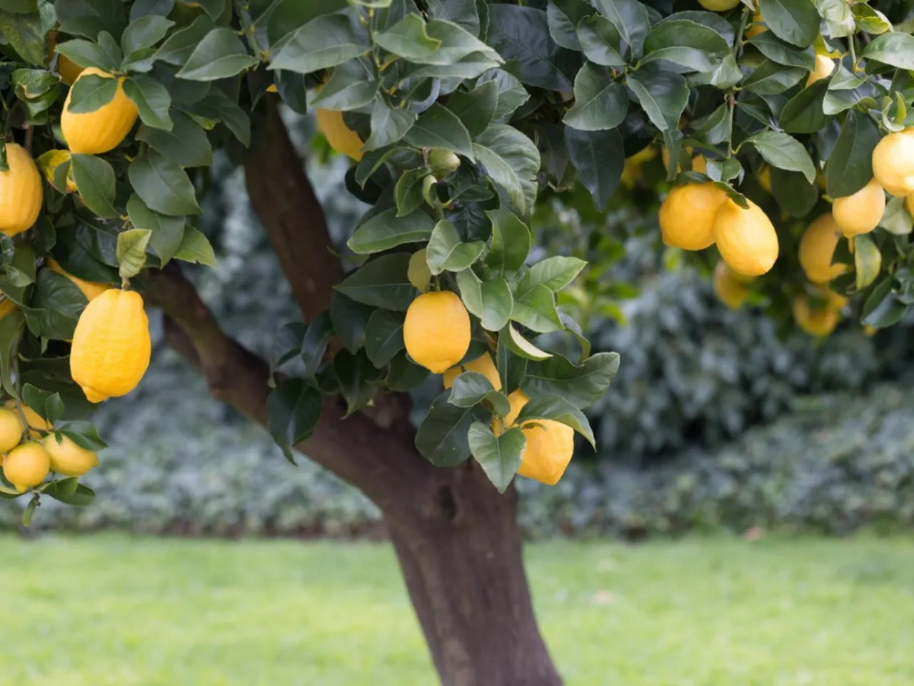 Growing a Lemon Tree