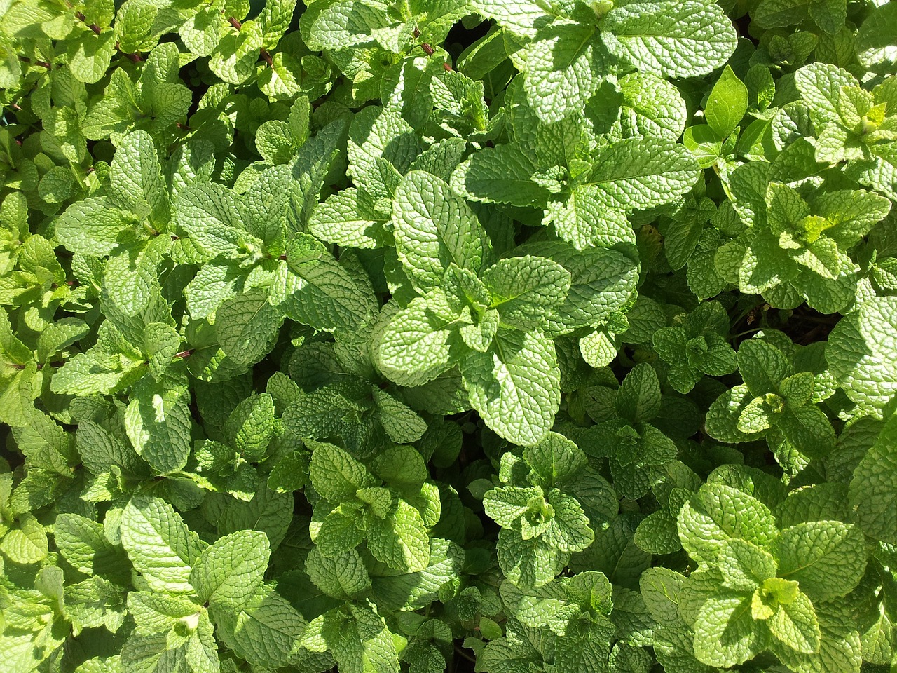 Growing and Caring for Mint