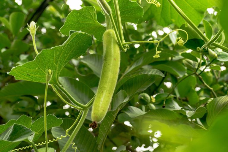 Cultivating Bottle Gourds(Calabash)