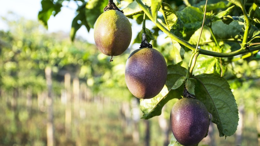 Growing Passion Fruit