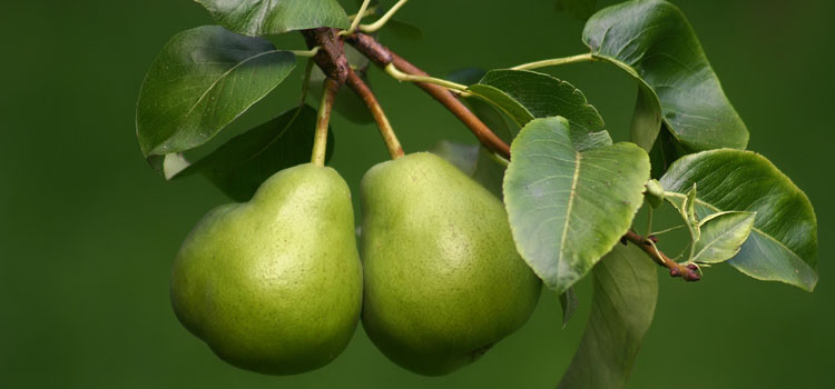 Cultivate Pears