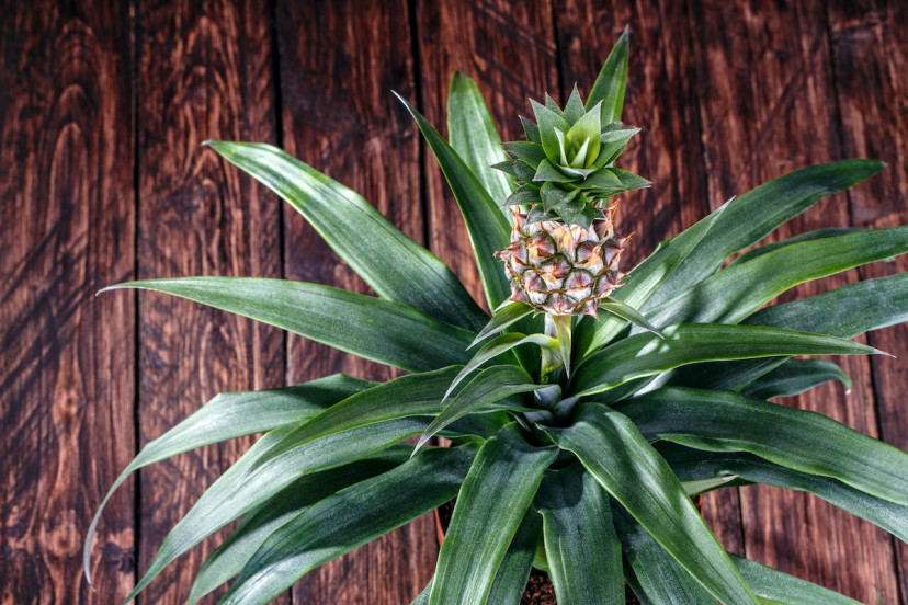 cultivate pineapples at home