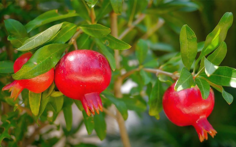 Cultivating pomegranates