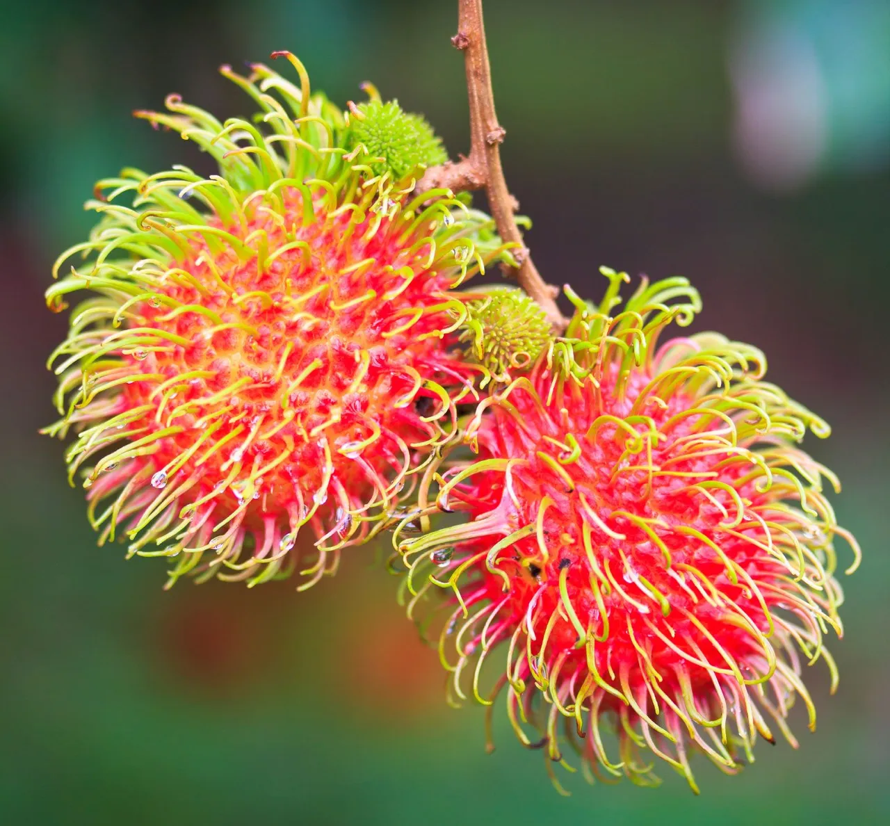 How to Care for Rambutan Trees