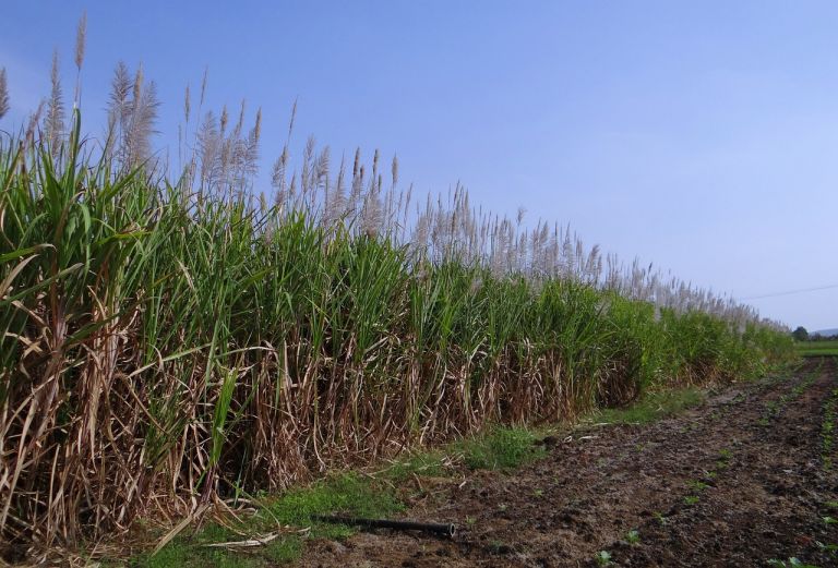 Sugar Production Forecast and Comparison