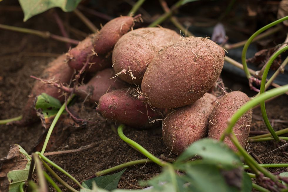 Cultivating Sweet Potatoes(Patate)