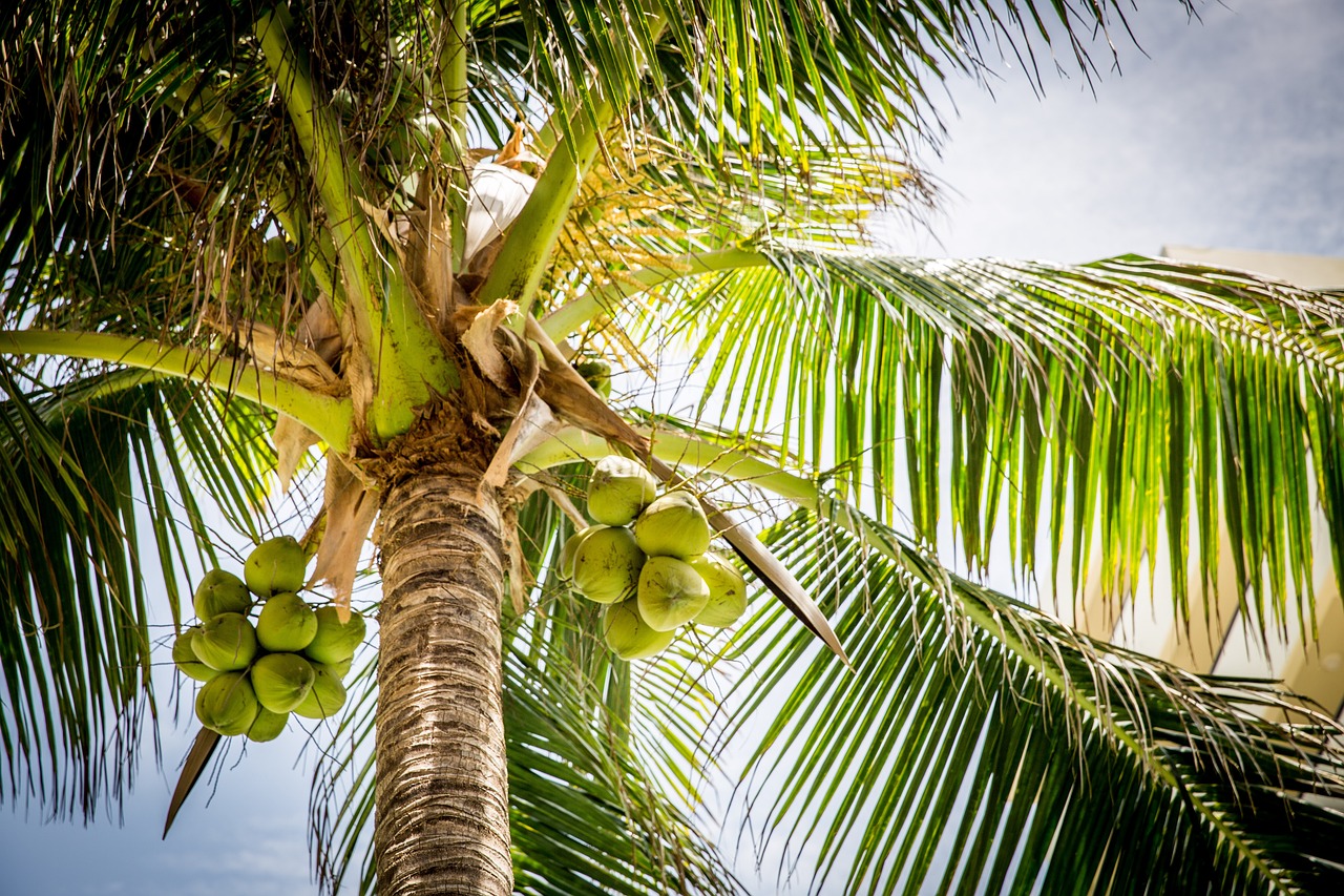 The Art of Cultivating Coconuts