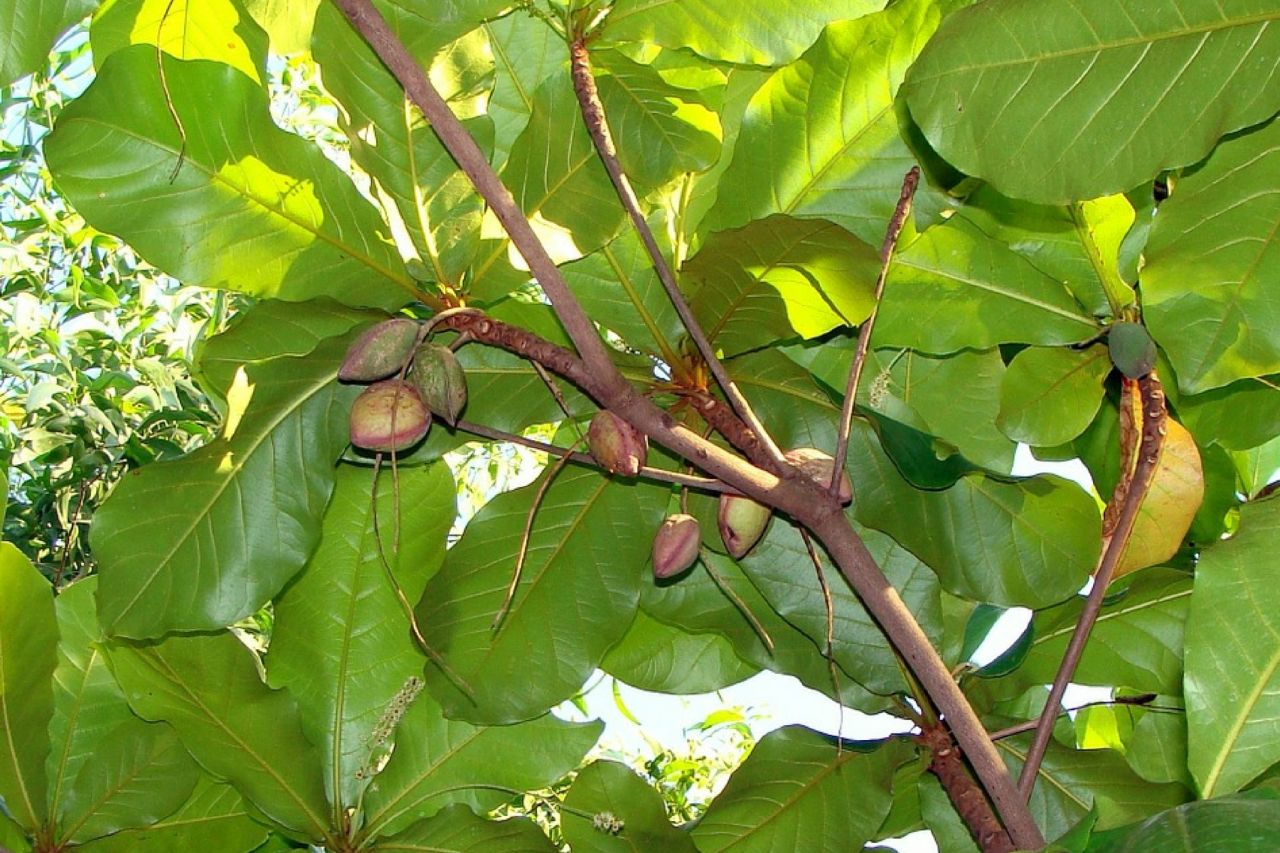 Growing and Caring for Tropical Almond Trees