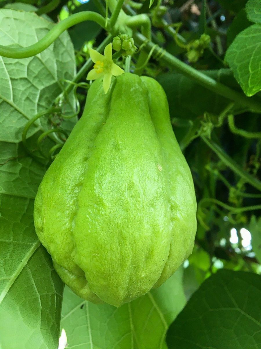 Cultivating Chayote(Chouchou)