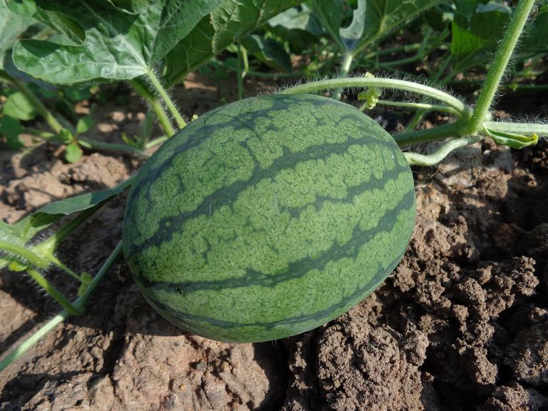 Cultivating Watermelons