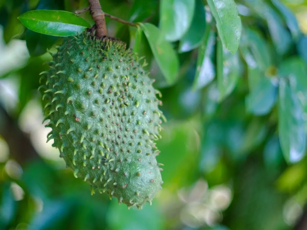 Caring for Soursop Trees