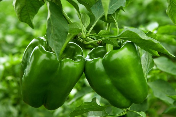 Growing Bell Peppers