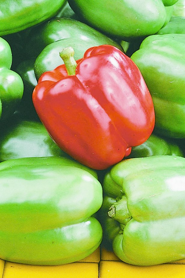 Growing Bell Peppers from Seed to Harvest