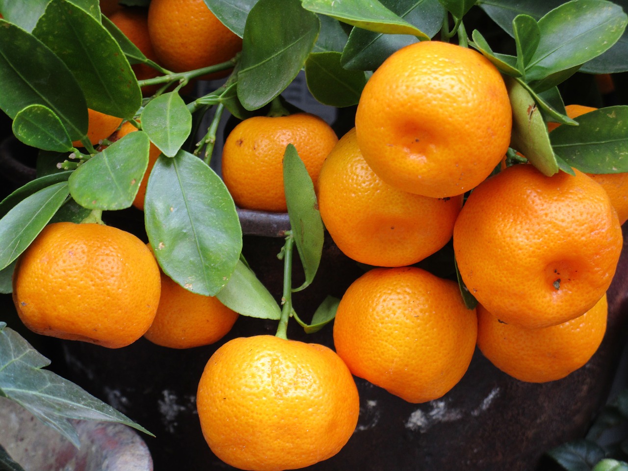 Guide To Cultivate Mandarin Orange