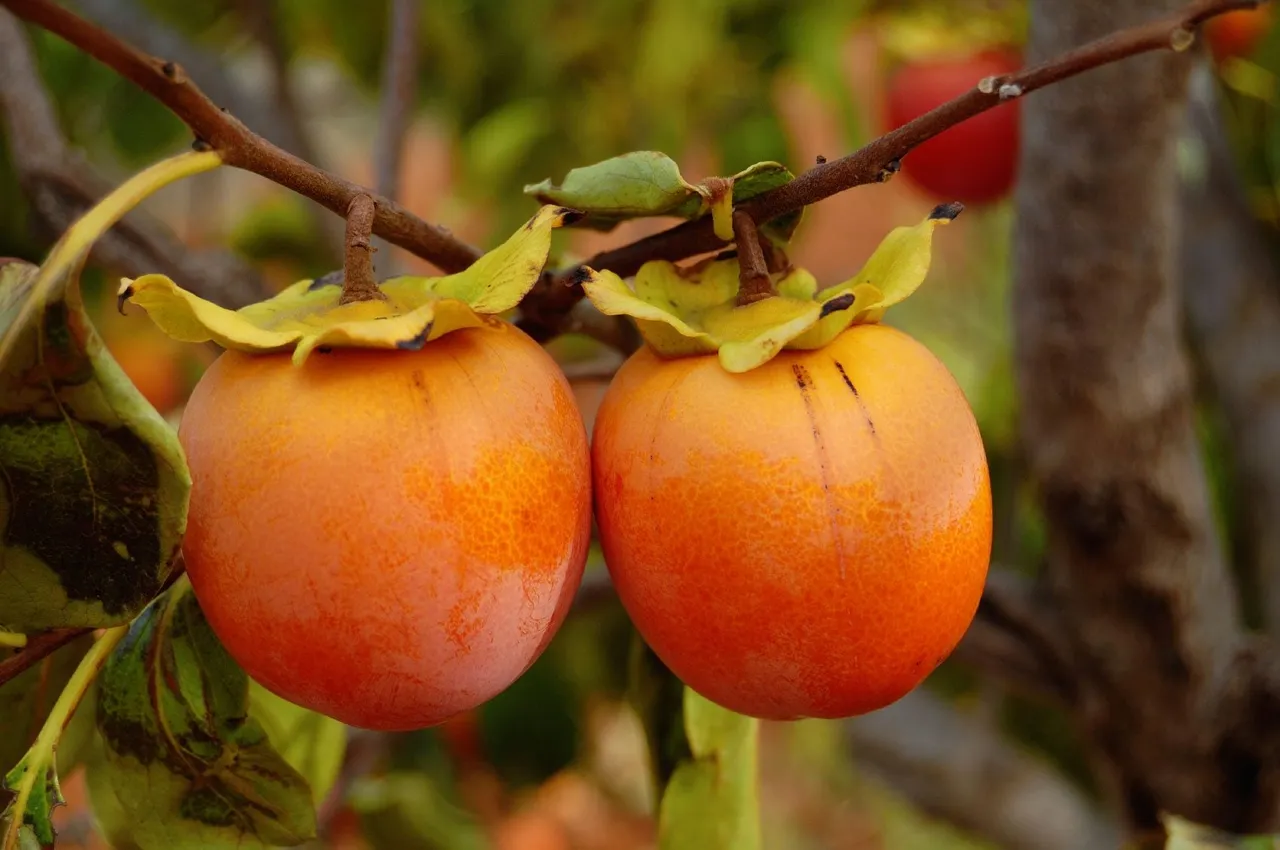 Caring for Persimmon Trees