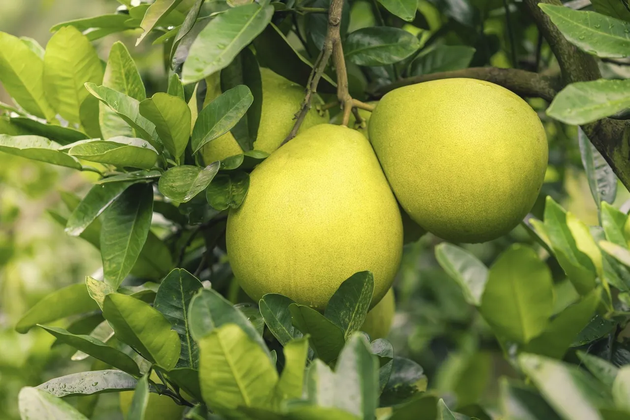 Pomelo Care: Growing Pummelo Trees