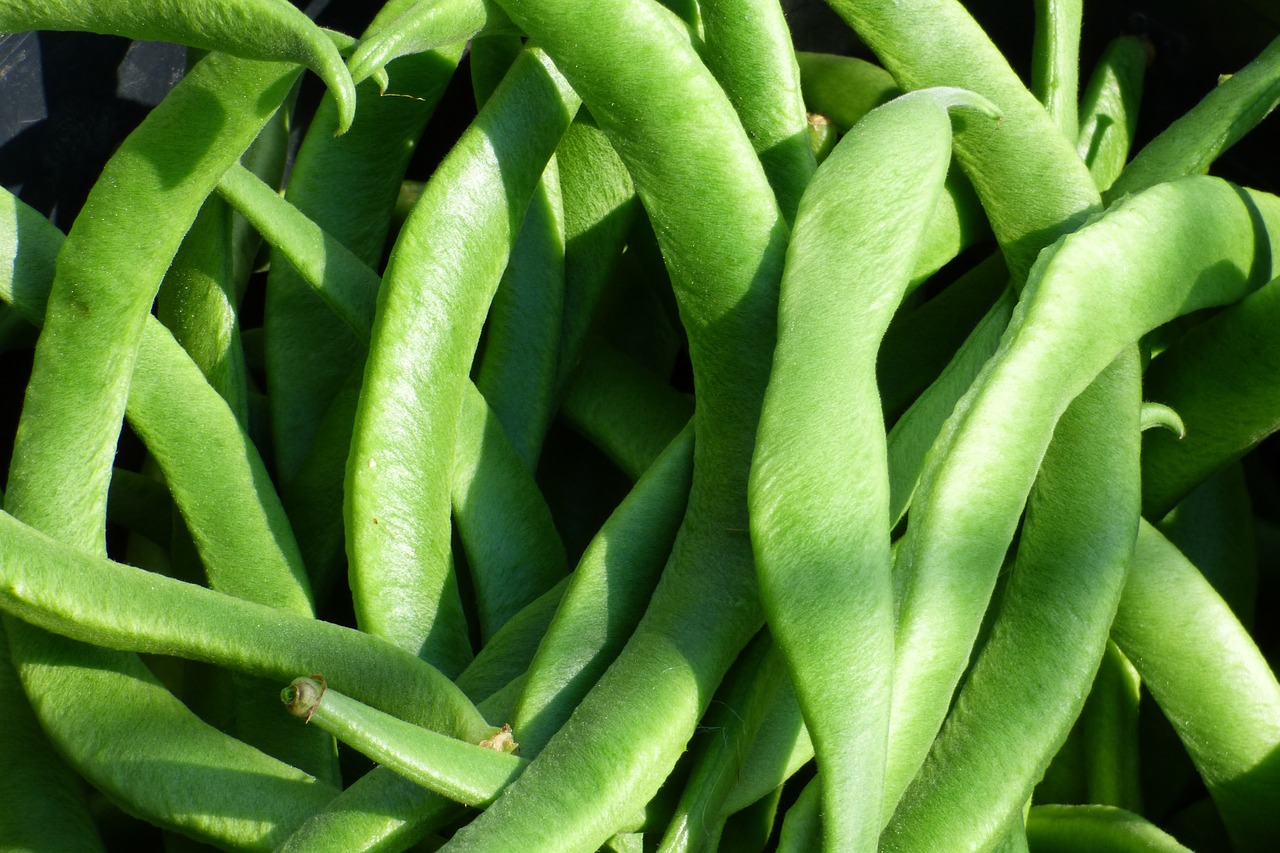 Growing Green Beans(Haricot Vert)