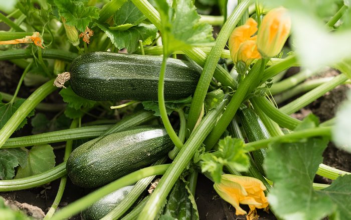 Growing Zucchini in Your Backyard Garden
