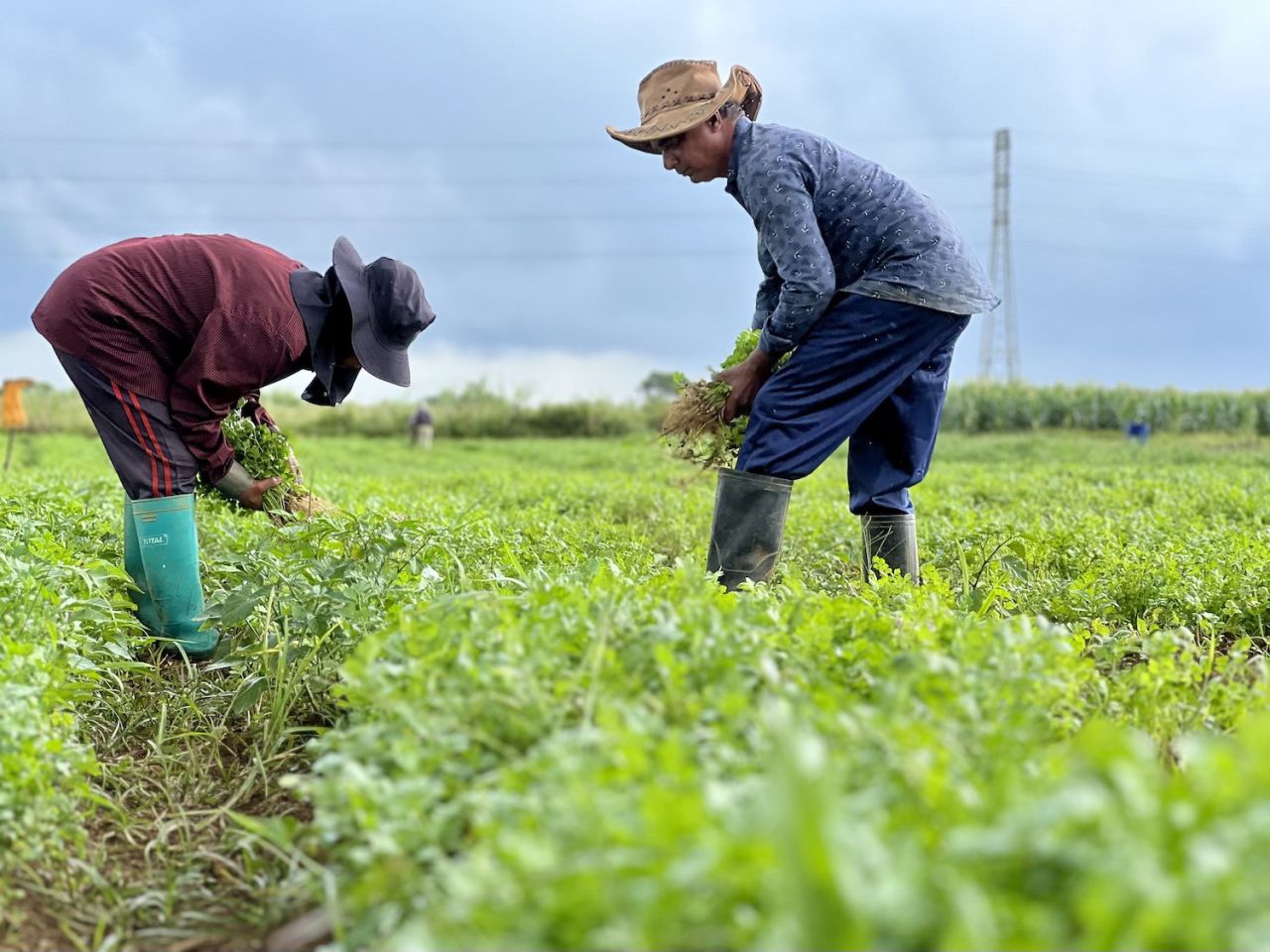 Boosting food security in mauritius