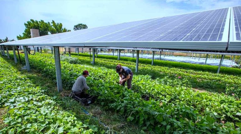 Agrivoltaics CEB Mauritius