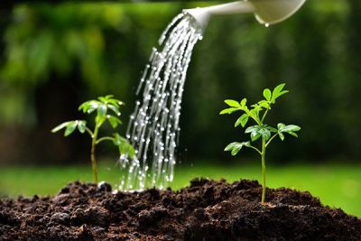 Watering Plants Correctly: 8 Best Practices for Healthy Growth