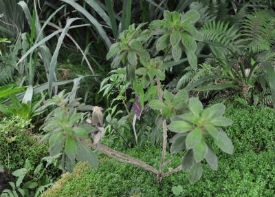 Cylindrocline lorencei reintroduction in Mauritius